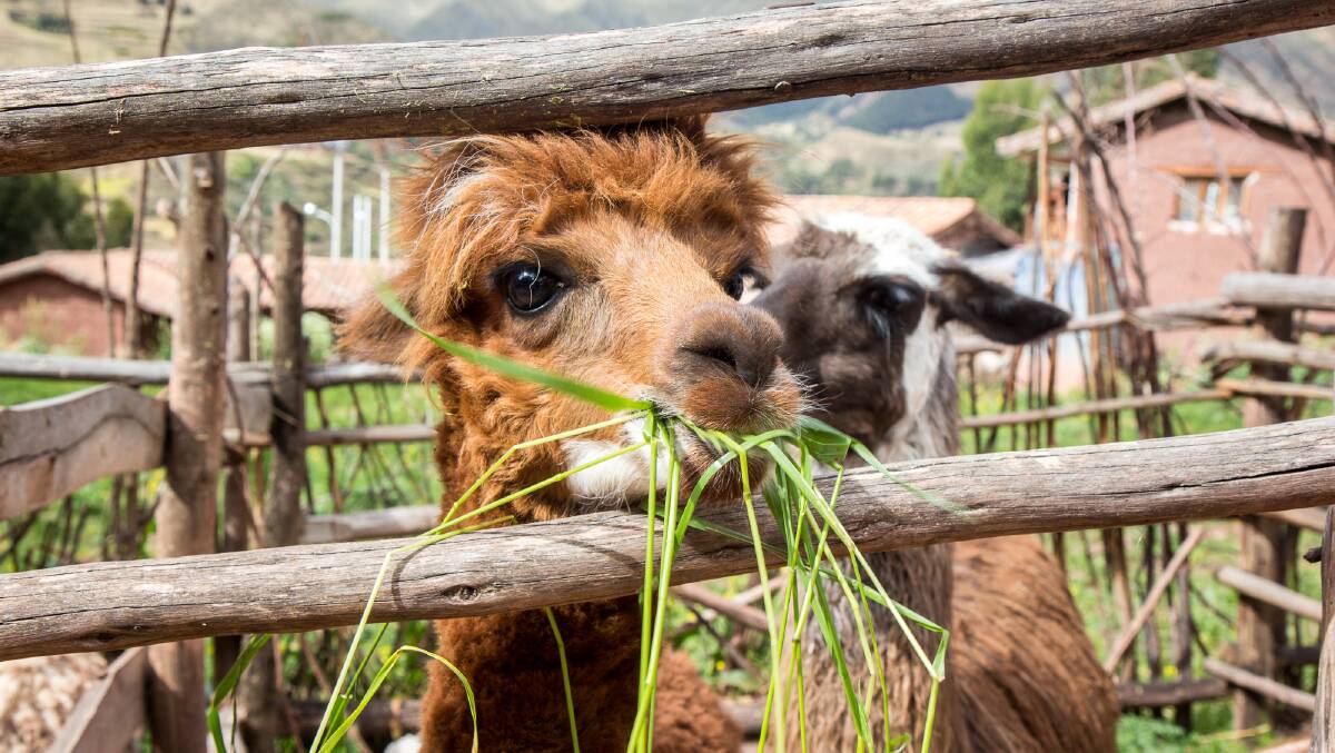 Alpacas watch on with mild interest. Picture Michael Turtle