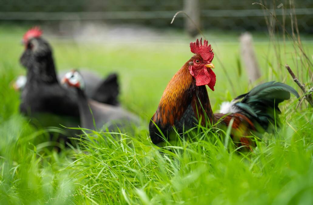 To chooks, avian flu is highly contagious. Picture supplied