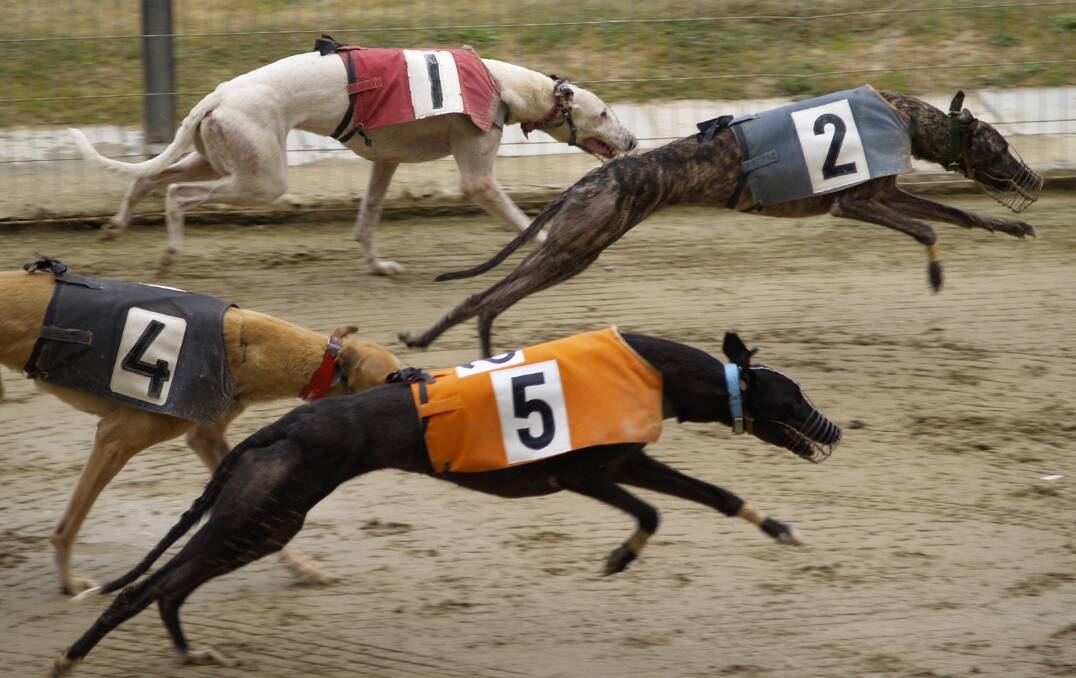 The next Goulburn Greyhound Racing Club event is on Friday, December 2.