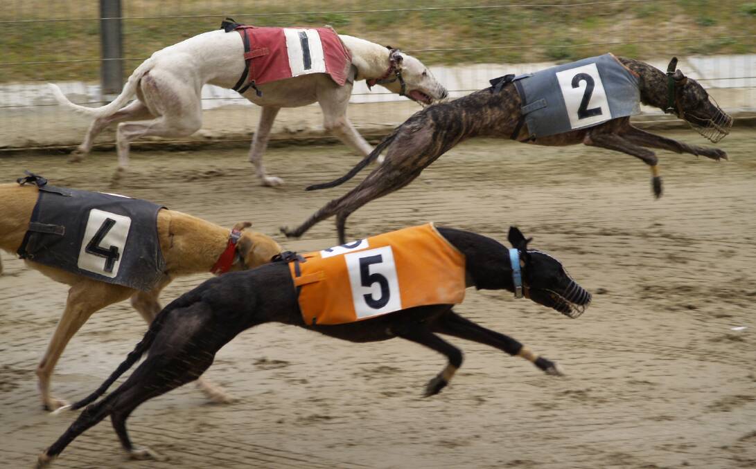 Goulburn Greyhound Racing Club is on Friday, November 25.