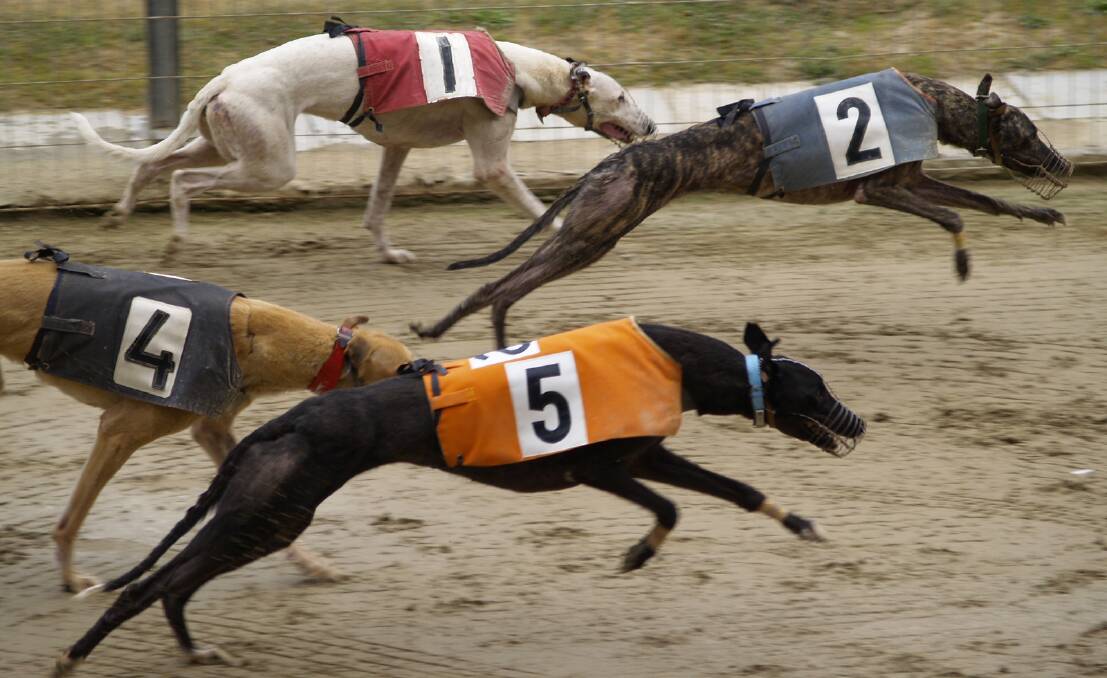 The Goulburn Greyhound Racing Club meets on Friday [February 17].
