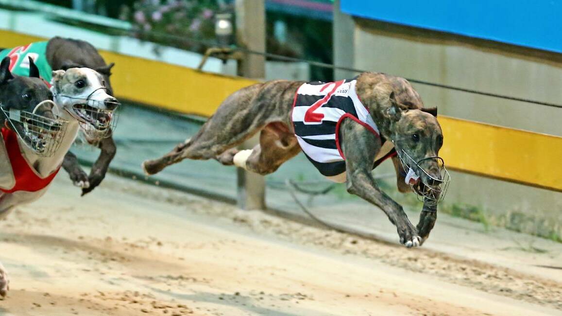 On the run: Greyhound racing throughout the state has continued following the creation of the new zones. 