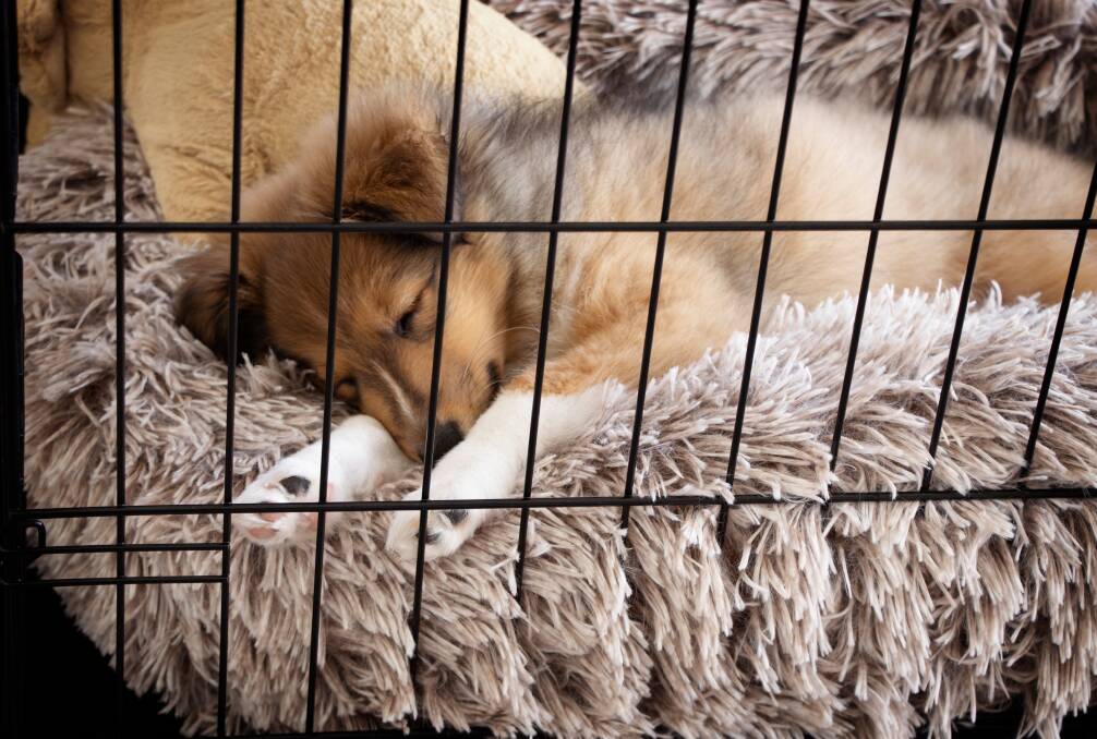 Crate training can provide your puppy with a safe space of their own. Picture by Shutterstock.