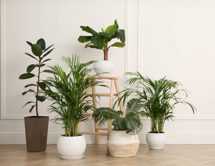 According to researchers pot plants aren't actually as good as we may think at improving indoor air quality. Picture from Shutterstock.