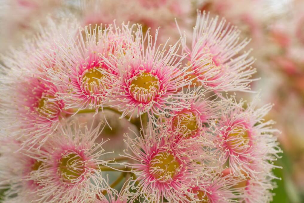 The pink display of an Australian flowering gum tree. Picture by Shutterstock.