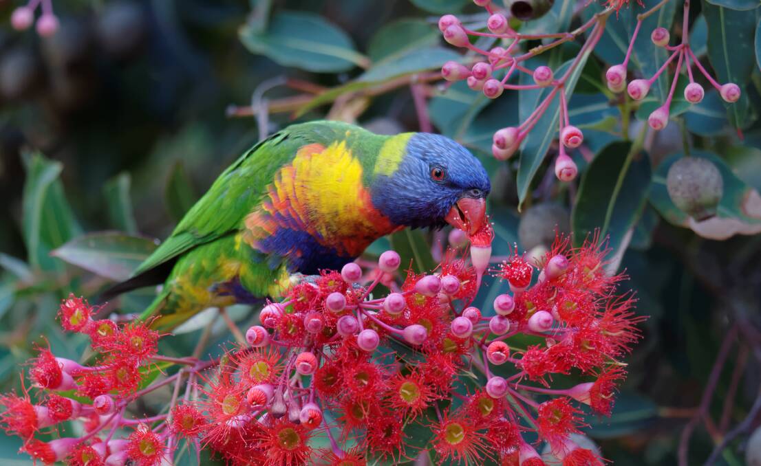 
A rainbow lorikeet eating the nectar from a red-flowering gum. Picture by Shutterstock.