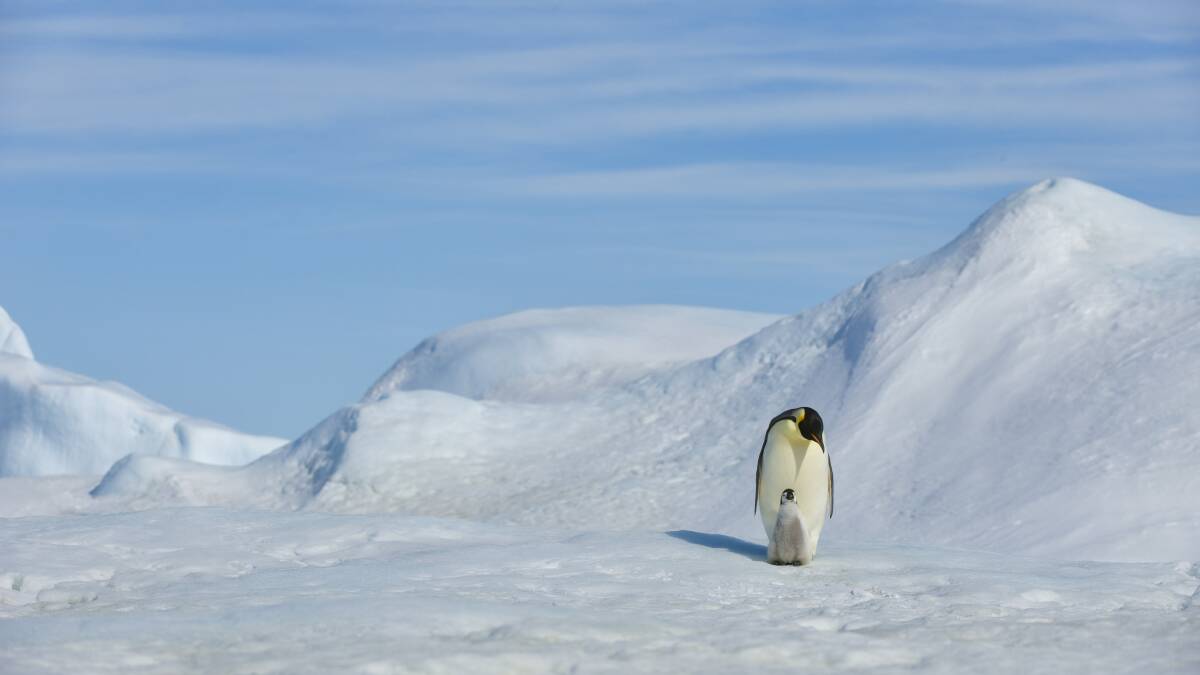 Thousands of emperor penguins died this week as Antarctic ice melted earlier than usual. Picture Getty Images