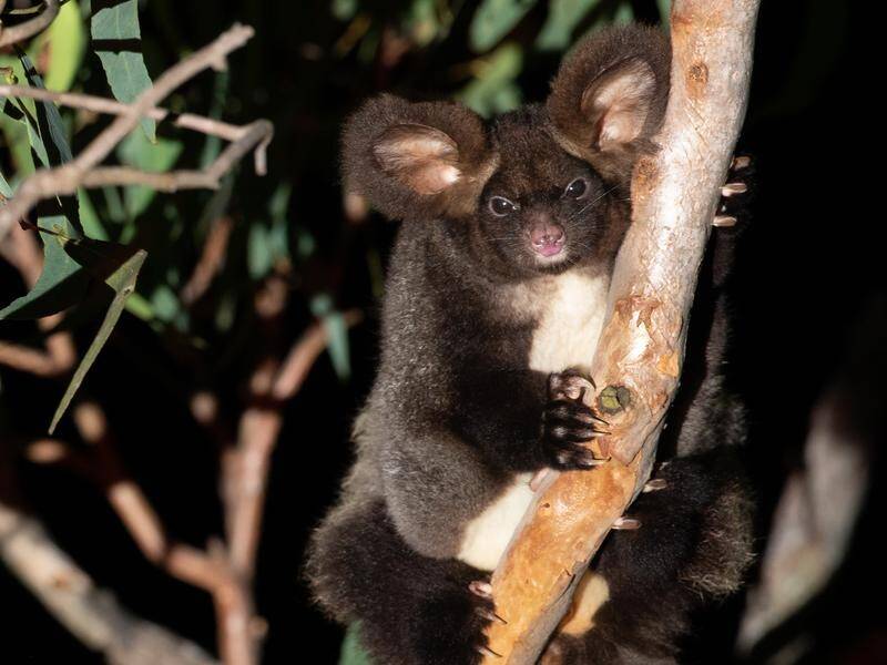 An audit found Forestry Corporation breached greater glider search rules 188 times in eight weeks. (HANDOUT/WWF AUSTRALIA)