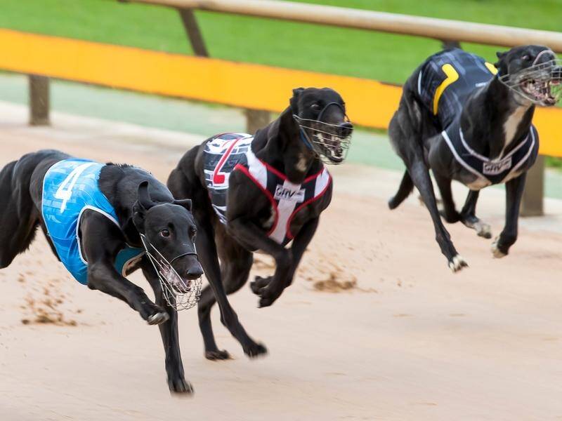 Greyhound racing is again under scrutiny in NSW, with the sport's board asked to explain breaches. (HANDOUT/Greyhound Racing Victoria)
