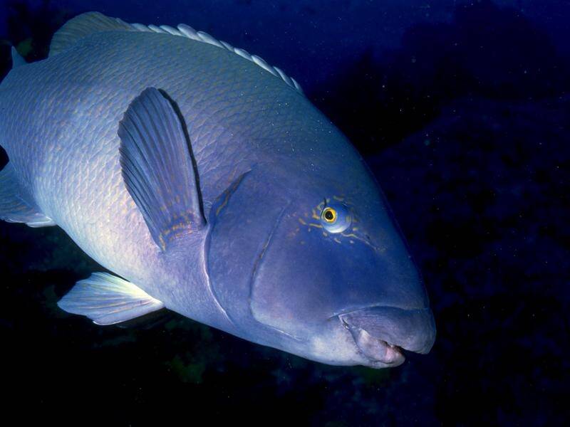 NSW is boosting protections for the state's official fish, the blue groper. (HANDOUT/HANDOUT)