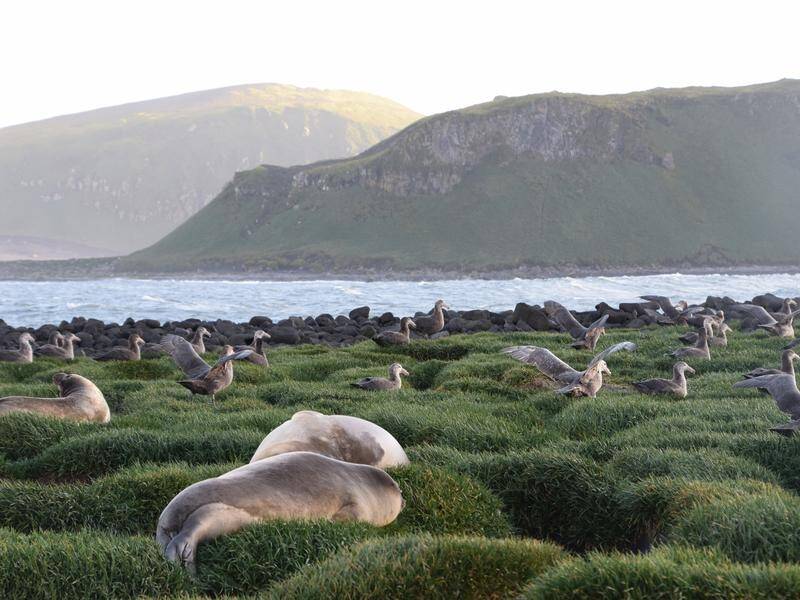 Elephant seals and giant petrels are among wildlife living on the Heard and McDonald islands. (Fred Belton/AAP PHOTOS)