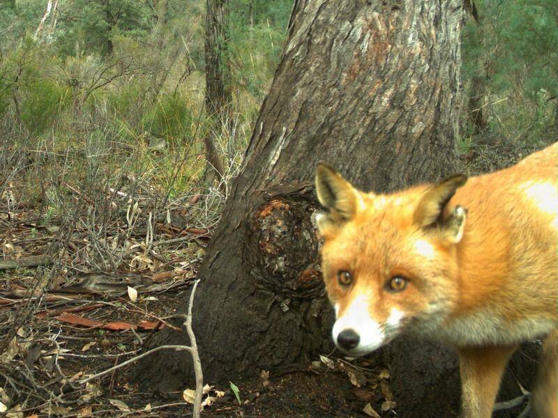 A trial using baits containing capsules of levamisole saw red foxes decline in Australia's southeast (PR HANDOUT IMAGE/AAP PHOTOS)