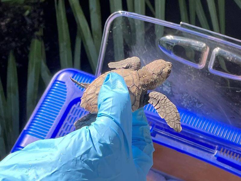 Wildlife officials have returned 681 loggerhead turtles to the ocean. (Supplied by Nsw National Parks and Wildlife Service/AAP PHOTOS)