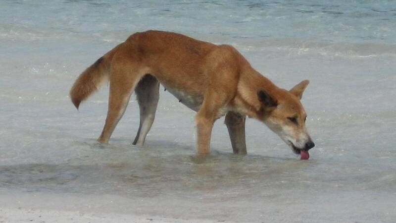 The attack of a woman at K'gari by a pack of dingoes is the latest in a string of incidents on the island. Picture file