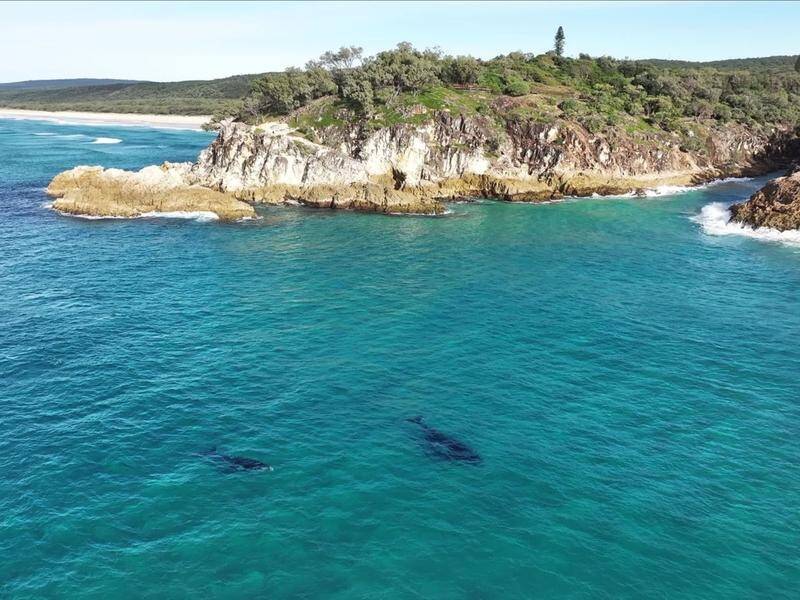 About 40,000 whales are expected to swim along the east coast between June and November. (HANDOUT/QUEENSLAND GOVERNMENT)
