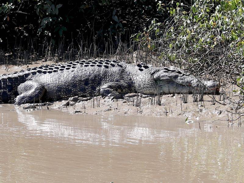 A child is missing in the Northern Territory after a suspected crocodile attack in a creek. (Richard Wainwright/AAP PHOTOS)