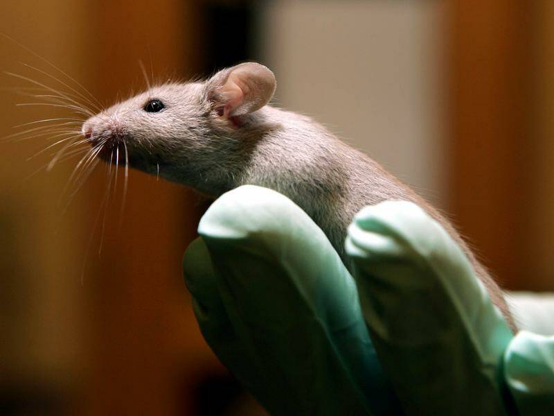 A network will be set up with $4.5m of NSW government funding to explore options to animal testing. Photo: AP PHOTO