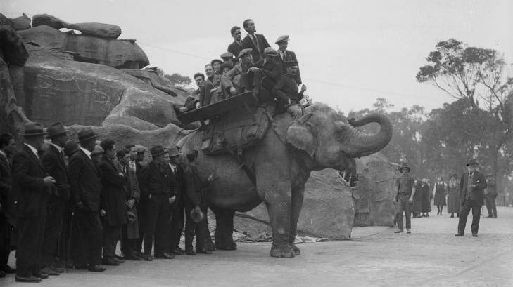 Group of Dreadnought boys on the back of an elephant at Taronga Park Zoo in the 1920s  Photo: Supplied
