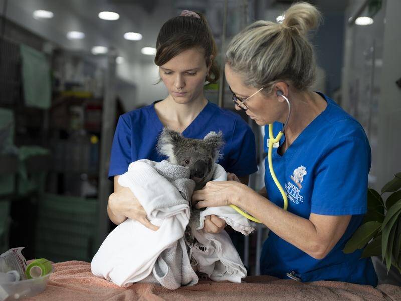 A lack of funds may result in Byron Bay Wildlife Hospital closing within weeks. (HANDOUT/BYRON BAY WILDLIFE HOSPITAL)
