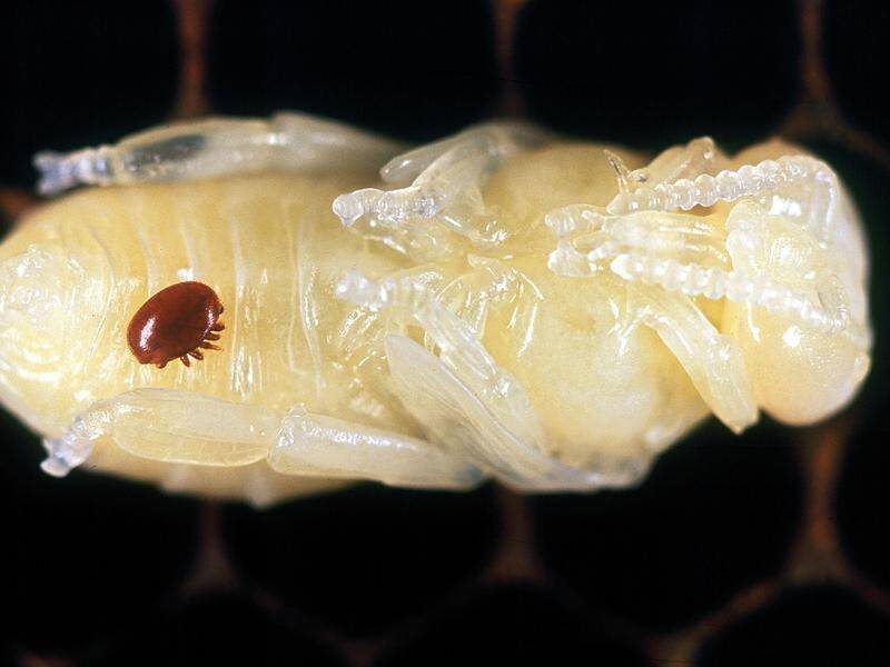 A varroa mite is visible on a honeybee pupa. An infestation in NSW has prompted fears in Victoria. (PR HANDOUT IMAGE PHOTO)
