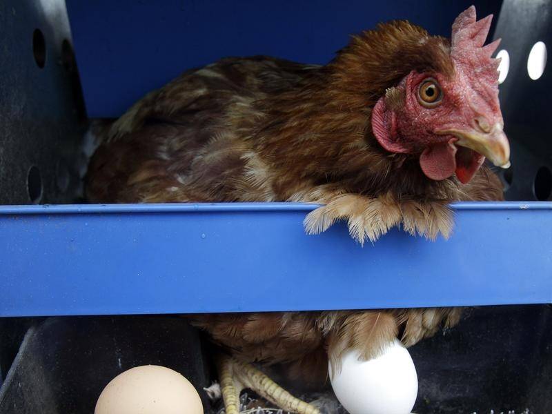 Limits on egg supplies have affected large companies such as McDonald's. (AP PHOTO)