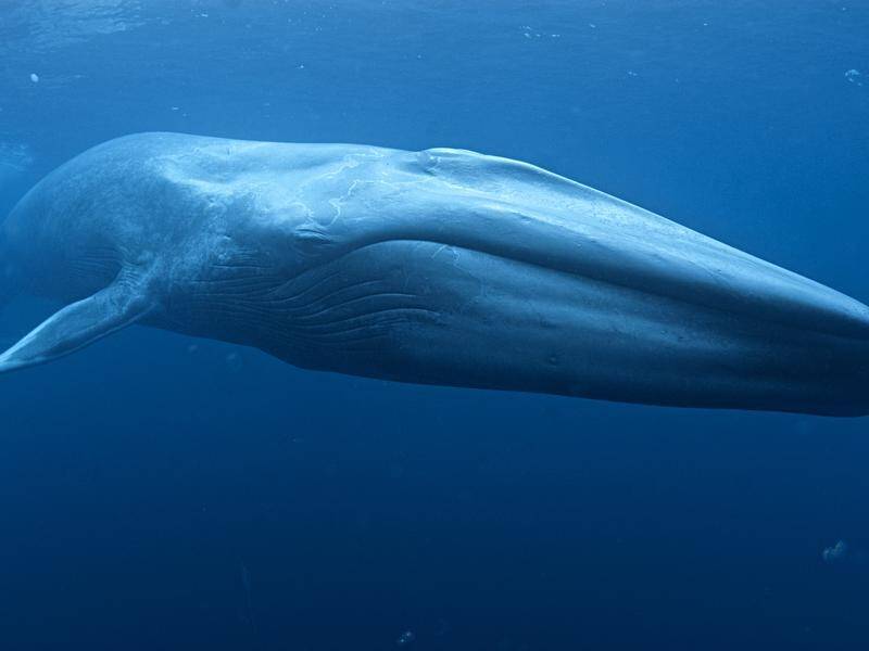 Precious little is known about the reproductive habits of the blue whale, scientists say. (HANDOUT/AUSTRALIAN ANTARCTIC DIVISION)