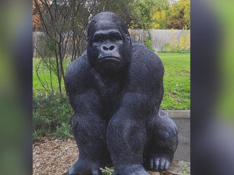 Garry the kidnapped gorilla has been returned to the garden of a Melbourne retirement village. (Supplied/AAP PHOTOS)