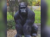 Garry the kidnapped gorilla will be returned to the garden of a Melbourne retirement village. (Supplied/AAP PHOTOS)