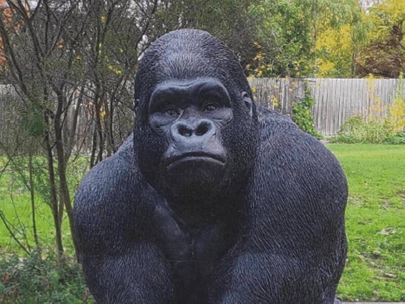 Gorilla statue 'Garry' has been returned to a retirement village and a man charged with theft. (HANDOUT/VICTORIA POLICE)