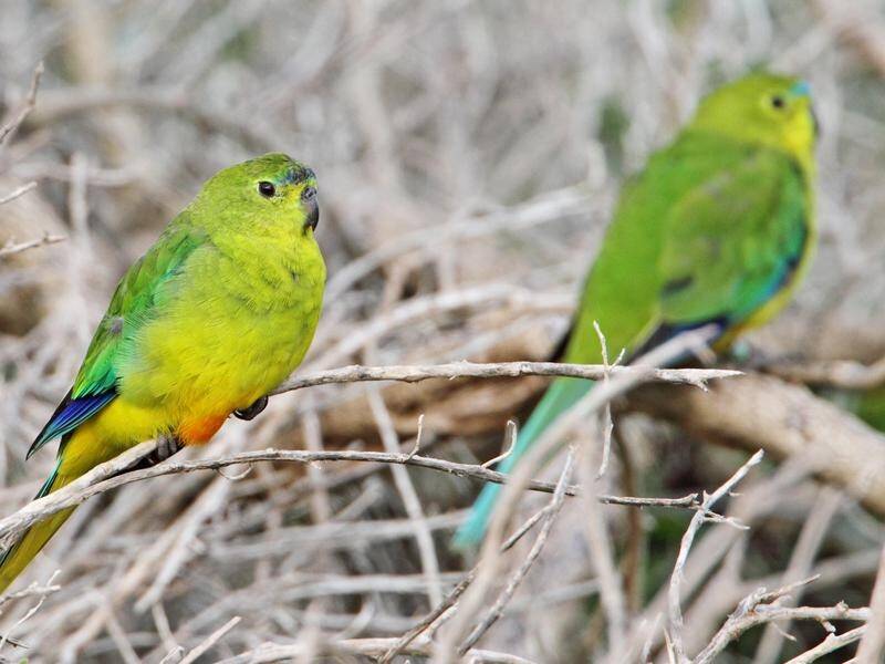 Researchers spotted 74 critically endangered orange-bellied parrots in the Tasmanian wilderness. (PR HANDOUT IMAGE PHOTO)
