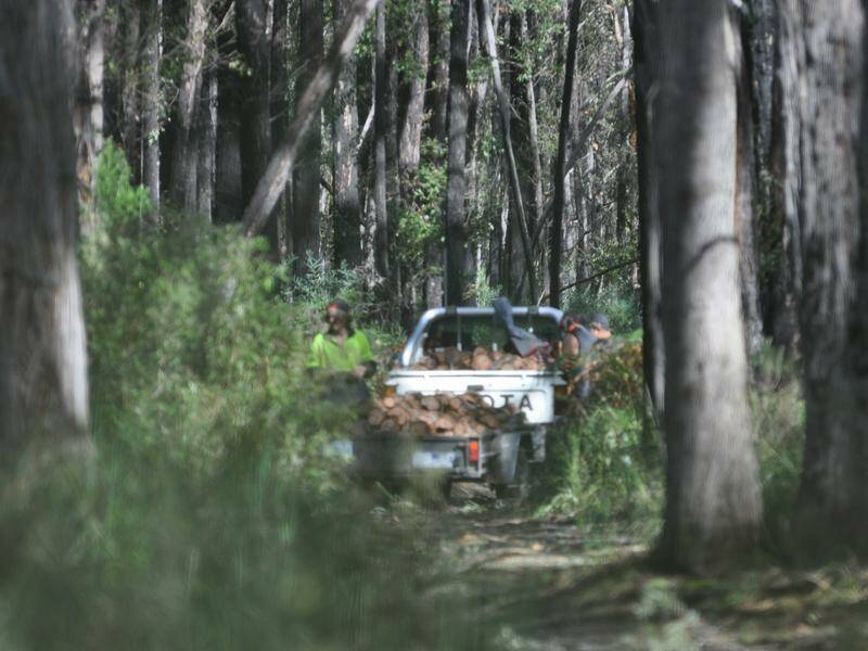 Commercial firewood operators are illegally plundering native trees from Victoria's forests. Photo: HANDOUT/CONSERVATION REGULATOR