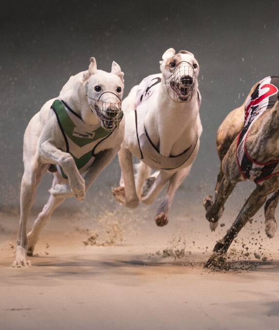 The next Goulburn Greyhound Racing Club event is on Friday, December 16. Photo supplied.
