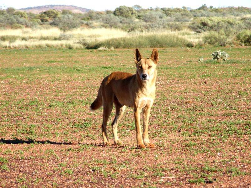 Dingoes are frequently seen in Karijini and other popular national parks in WA. (PR HANDOUT IMAGE PHOTO)