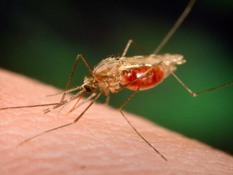 Oxford's vaccine is likely more effective than Mosquirix in preventing the mosquito-borne disease. (AP PHOTO)