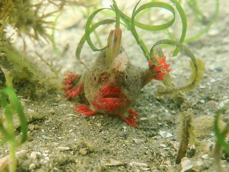 Scientists believe there are only 50 to 100 red handfish left on the planet. (HANDOUT/UNIVERSITY OF TASMANIA INSTITUTE FOR MARINE AND ANTARCTIC STUDIES)