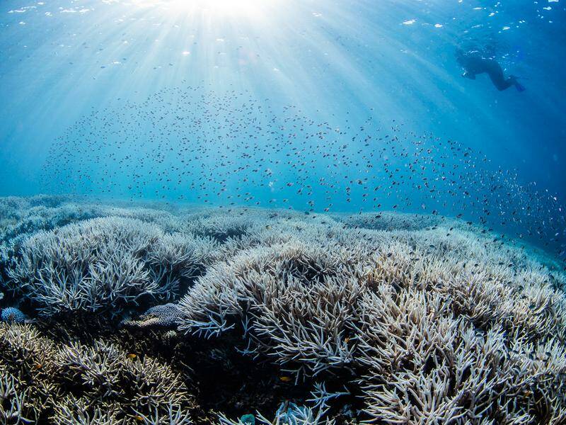 Despite coral bleaching the Great Barrier Reef has avoided a UNESCO list of sites in danger. Photo: HANDOUT/WWF AUSTRALIA