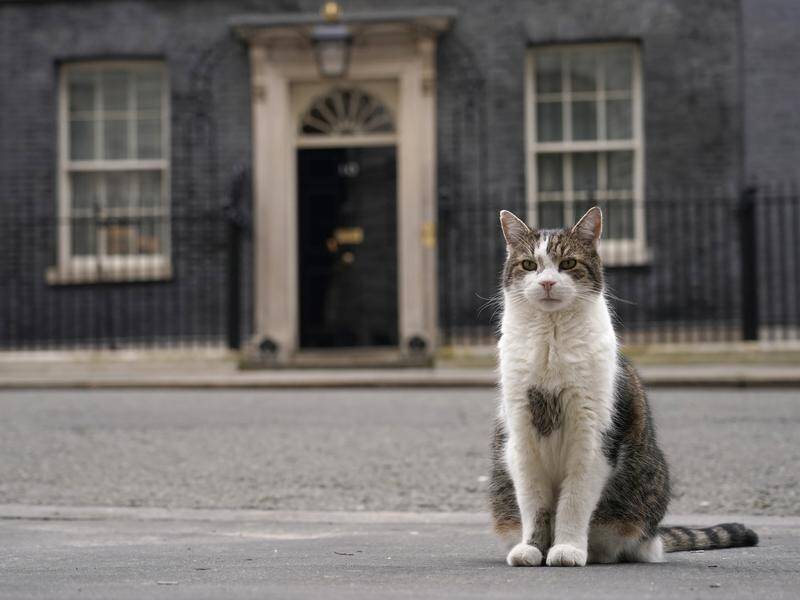 UK Prime Minister Keir Starmer and his cat JoJo will join resident Larry the cat at 10 Downing St. (AP PHOTO)