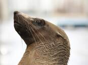 A 23-year-old Tasmanian man has been charged with killing an Australian fur seal. (Ellen Smith/AAP PHOTOS)
