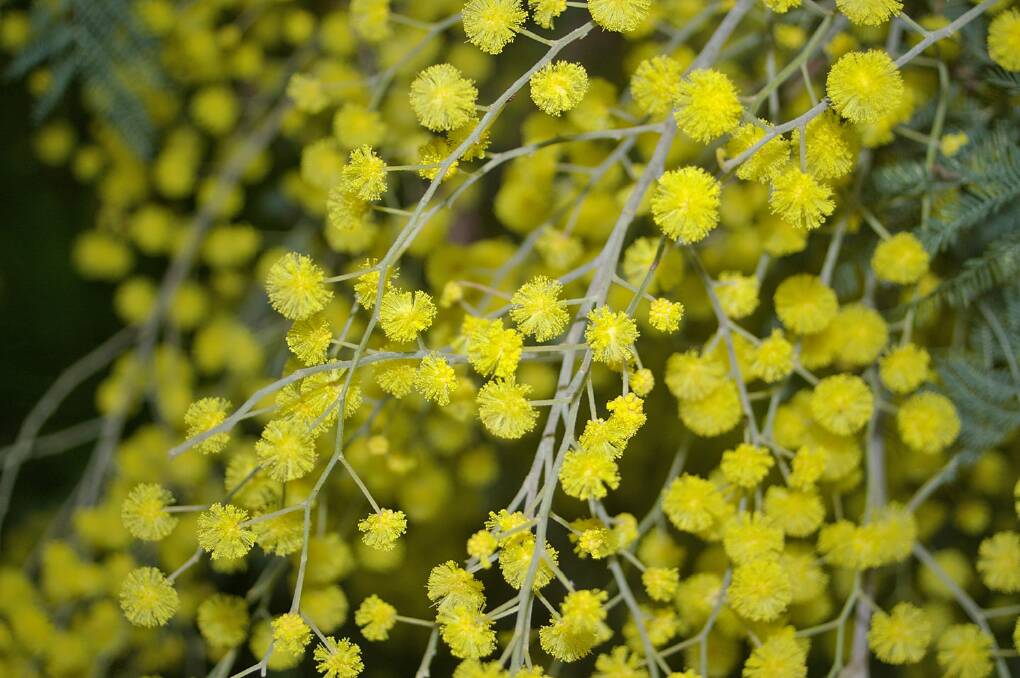 Acacia s.l., known commonly as mimosa, acacia, thorntree or wattle, is a polyphyletic genus of shrubs and trees belonging to the subfamily Mimosoideae of the family Fabaceae. Pictured is Acacia dealbata (silver wattle). File picture