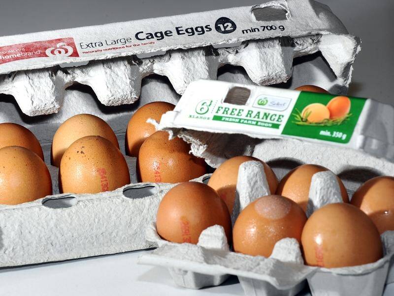 Major supermarket chains are already moving away from caged egg production. (Alan Porritt/AAP PHOTOS)