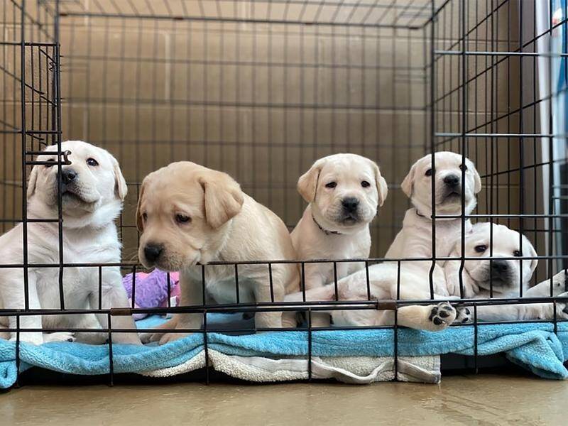 Seeing eye dogs start training very young, as this litter of cute future helpers shows. (HANDOUT/PETBARN SEEING EYE DOG APPEAL)