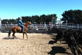 There were plenty of competitors at this year's Goulburn Campdraft. 
