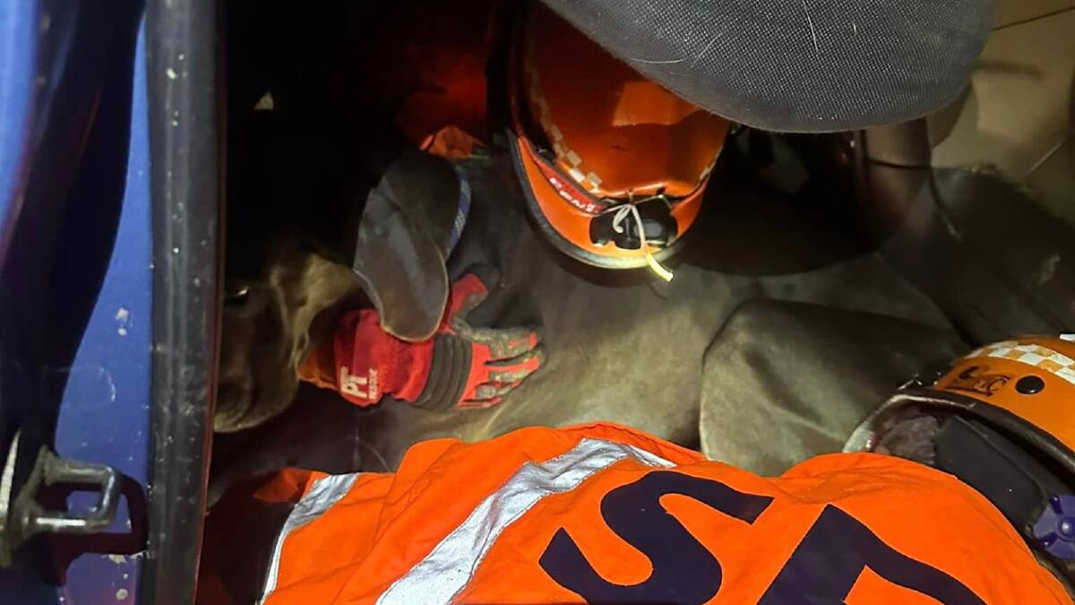 Hurricane the Great Dane after he was rescued from a smashed car he and his owner had been travelling in at Berrima on Tuesday, July 3, 2024. Picture by SES